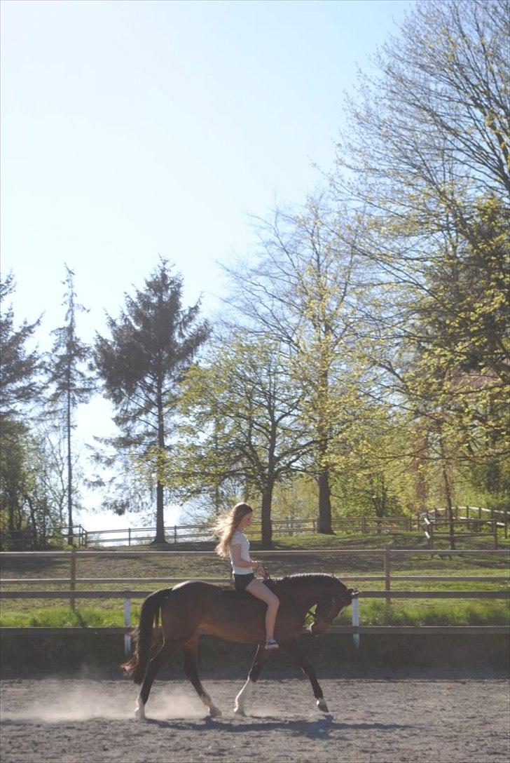 Welsh Pony af Cob-type (sec C) Daisy - Foto: Rigmor Nikander. billede 6