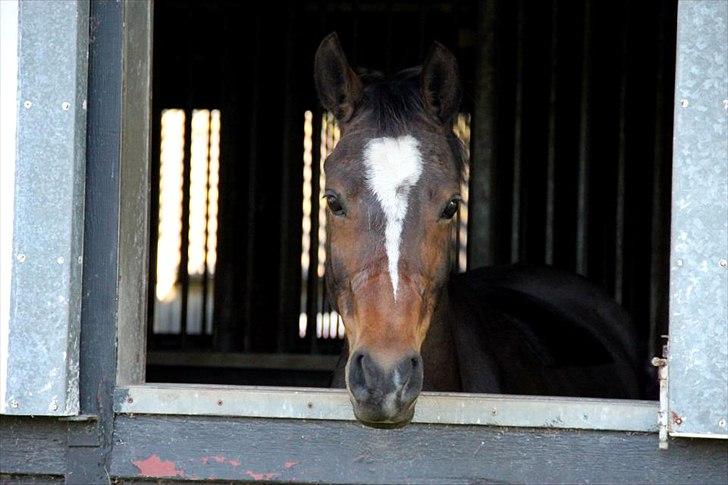 Welsh Pony af Cob-type (sec C) Daisy - Du er det bedste jeg ved! Foto: Mie Rudbeck.  billede 5