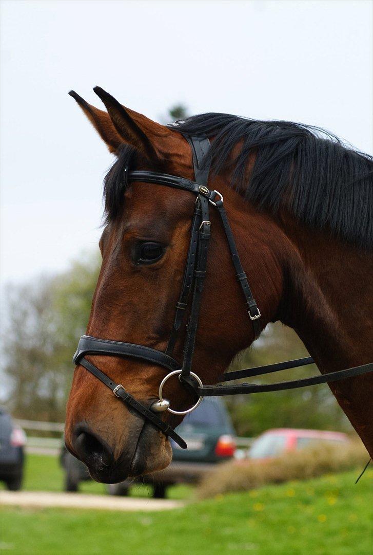 Dansk Varmblod Kielsgaardens Hot Beauty billede 5