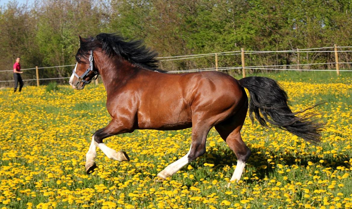 Welsh Pony af Cob-type (sec C) Thers Mickey Mouse - You light up my world!
Foto: Michala Mejlgaard billede 1