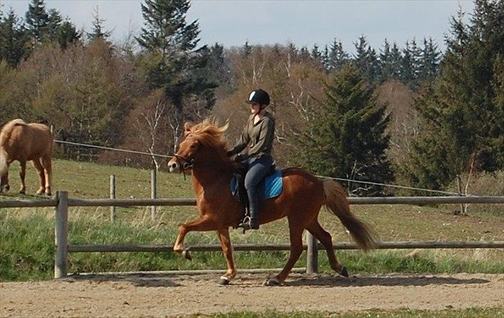 Islænder tritla f. mandø billede 3