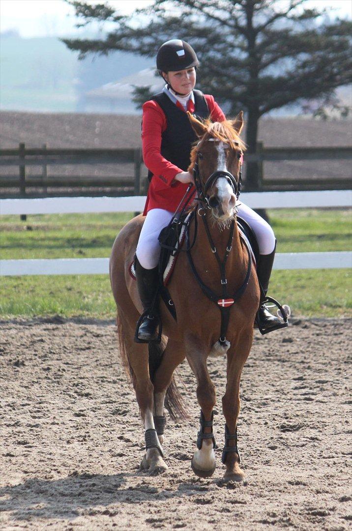 Irsk Sportspony Jim's Flight - A pony billede 16