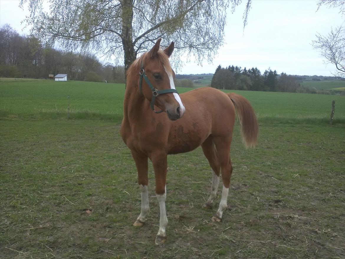 Arabisk fuldblod (OX) Makin - Makin 11mdr. :) billede 11
