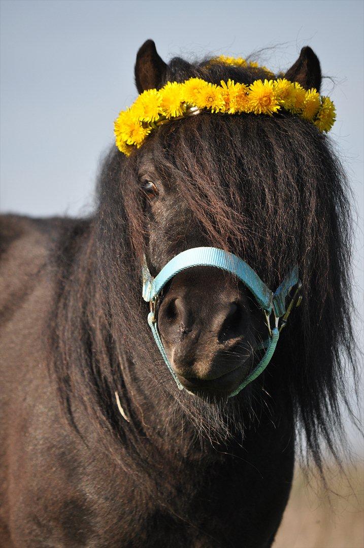 Shetlænder Vadehavets Ecco - Blomster prinsessen :) billede 5