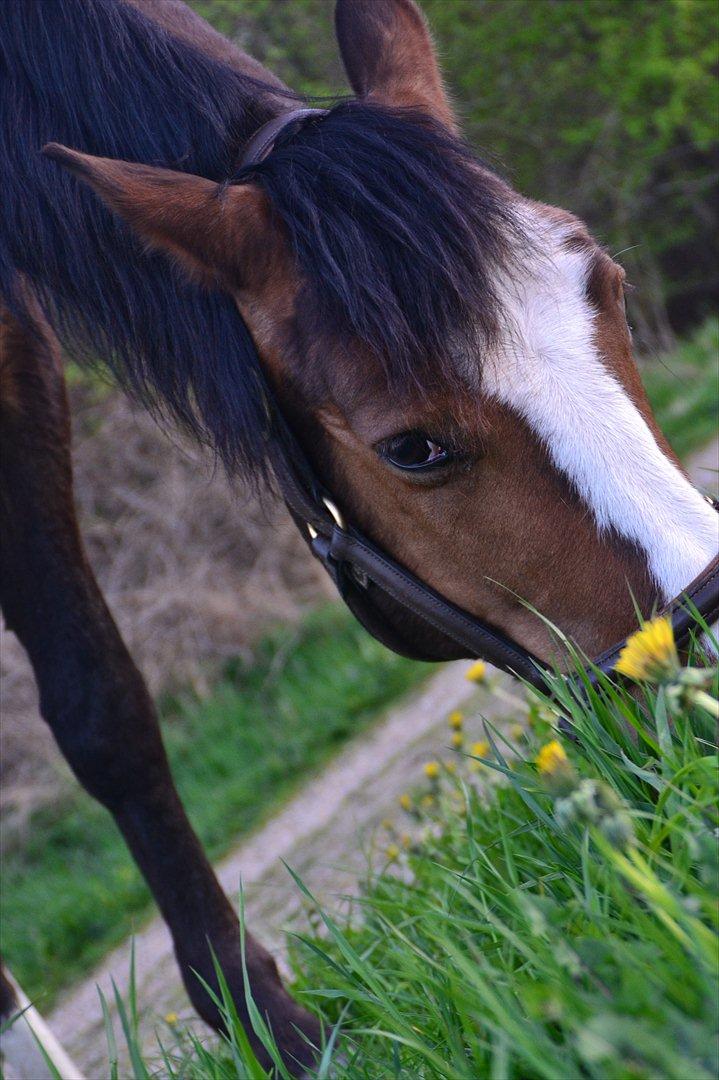 Pinto Vognbjergs Picasso billede 18