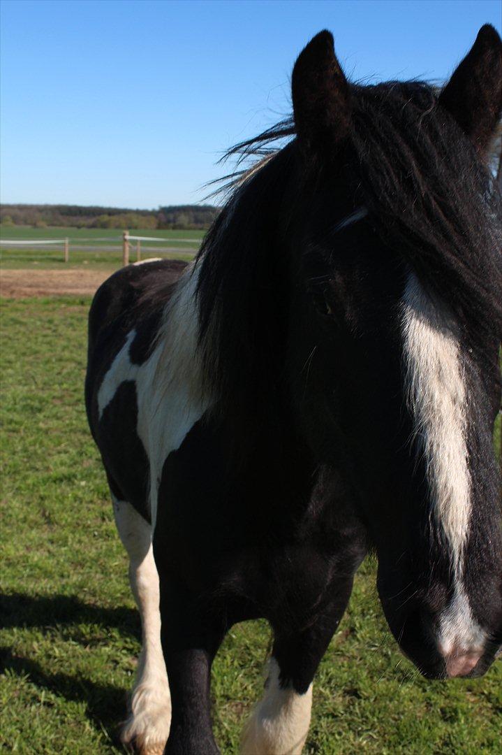 Tinker Mckale *SOLGT* - Bøhh, nu kom jeg altså tæt på varr. Hi hi. billede 10
