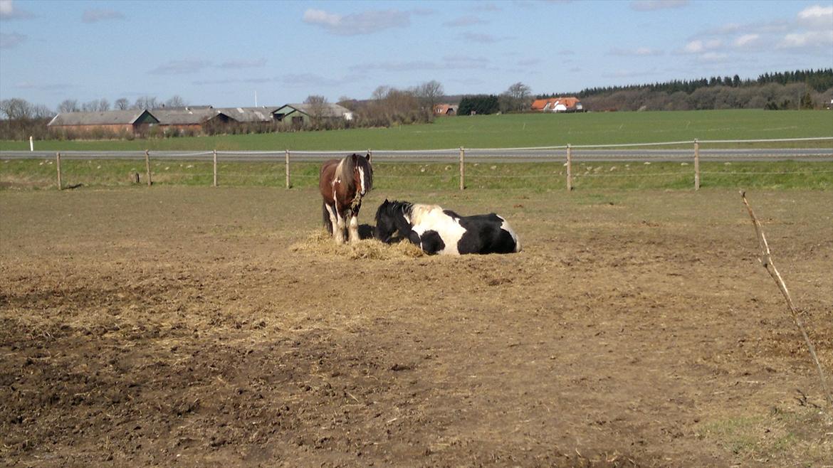 Tinker Mckale *SOLGT* - Et billede fra marts 2012.
Det er da nemmere at ligge i høet og gumle end at stå op. billede 12