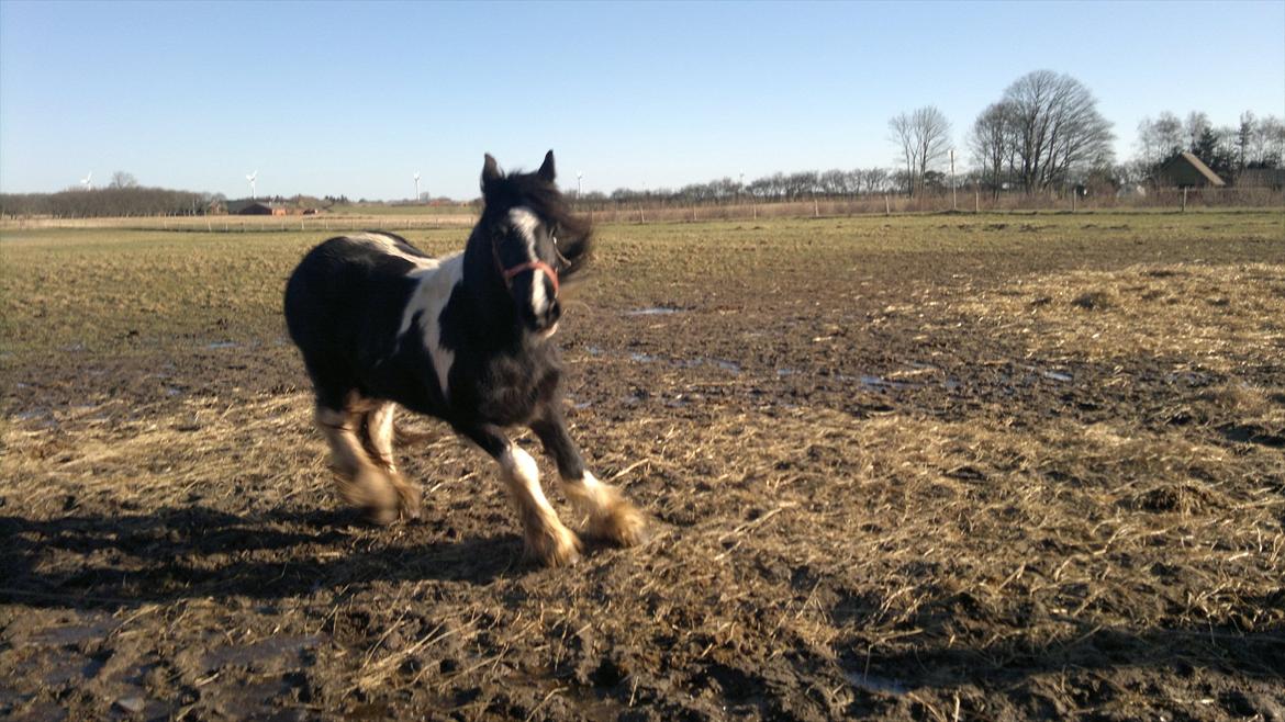 Irish Cob Haven´s Malou *SOLGT" - Malou på slap line på Søballegård Ridecenter i februar 2012 billede 9