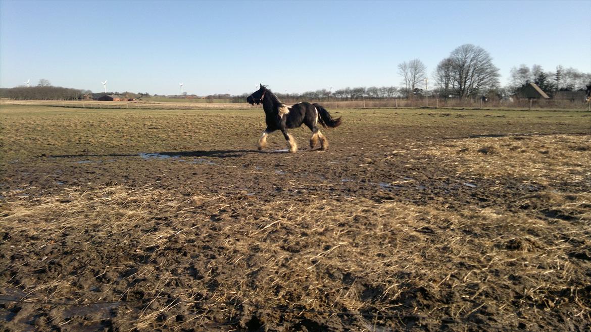 Irish Cob Haven´s Malou *SOLGT" - Uha dejligt at komme ud i den store fold, flot pige i februar 2012 billede 10