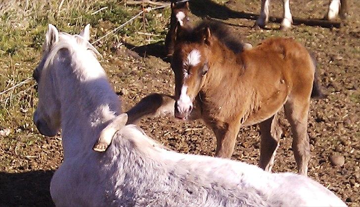 Welsh Mountain (sec A) Ysselvliedt Shy Laicka - Shy Laicka og Shy Lorax marts 2012 billede 2