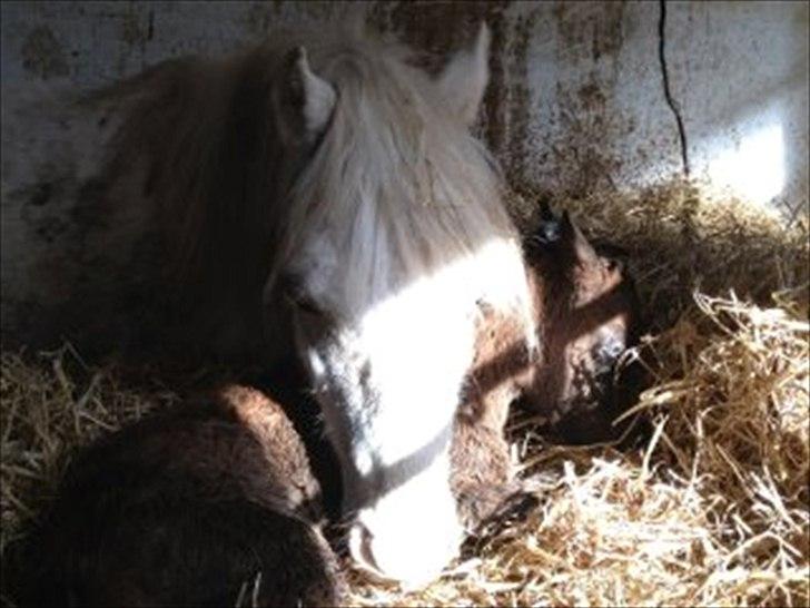 Welsh Mountain (sec A) Ysselvliedt Shy Laicka - En træt og glad hoppe med sit føl - shy Lorax 26 Marts 12 billede 3