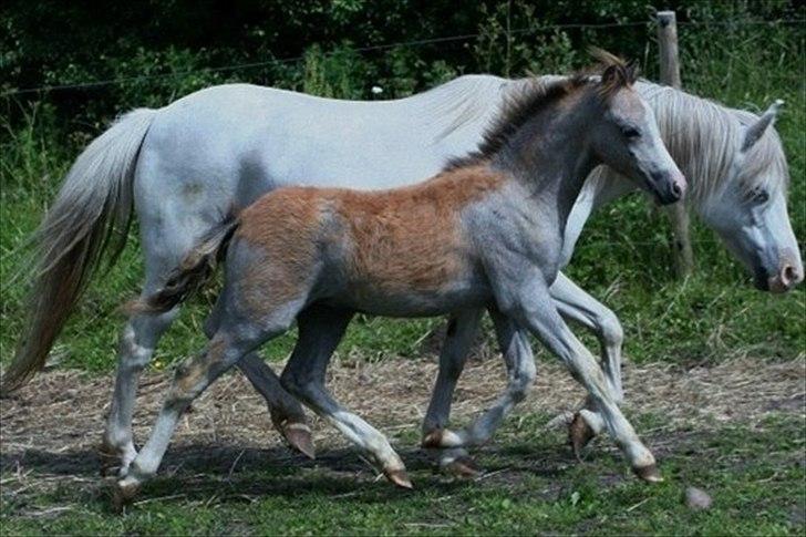 Welsh Mountain (sec A) Ysselvliedt Shy Laicka - Shy Laicka og shy louie 2011 billede 4