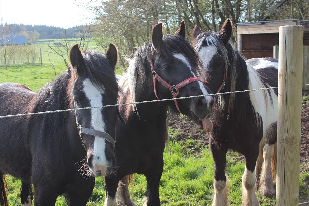 Irish Cob Haven´s Malou *SOLGT" - Æv bæv jeg rækker bare tunge.
her er jeg sammen med mine 2 halvsøstre Mille til højre og Molly til venstre. billede 11