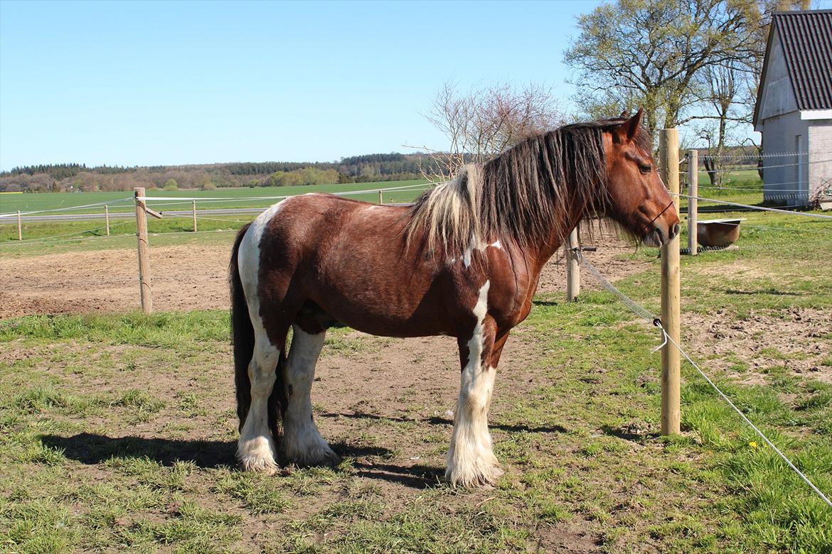 Irish Cob SIR CONNERY De CANTERVILLE - De tøser er nu søde.
3 maj 2012 billede 15