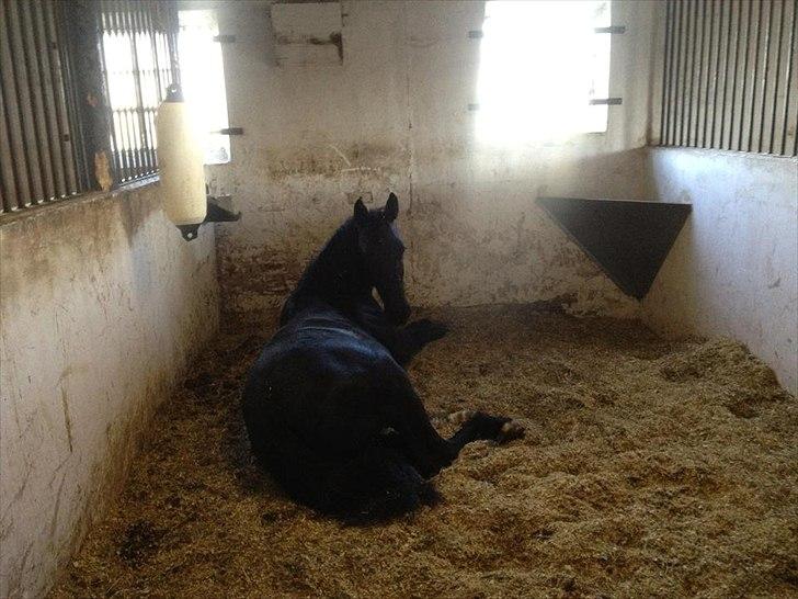 Oldenborg Bjerregravs Bogart *solgt* - Godmorgen d. 3. maj 2012 billede 2