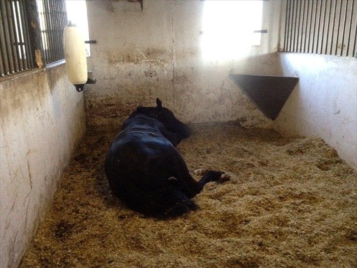 Oldenborg Bjerregravs Bogart *solgt* - Sovetryne billede 10