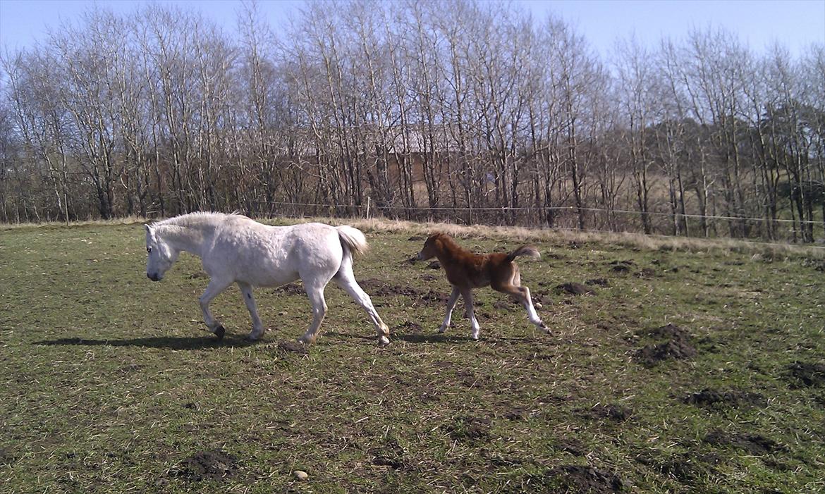 Welsh Mountain (sec A) Ysselvliedt Shy Laicka - Shy Laicka 2011 billede 5