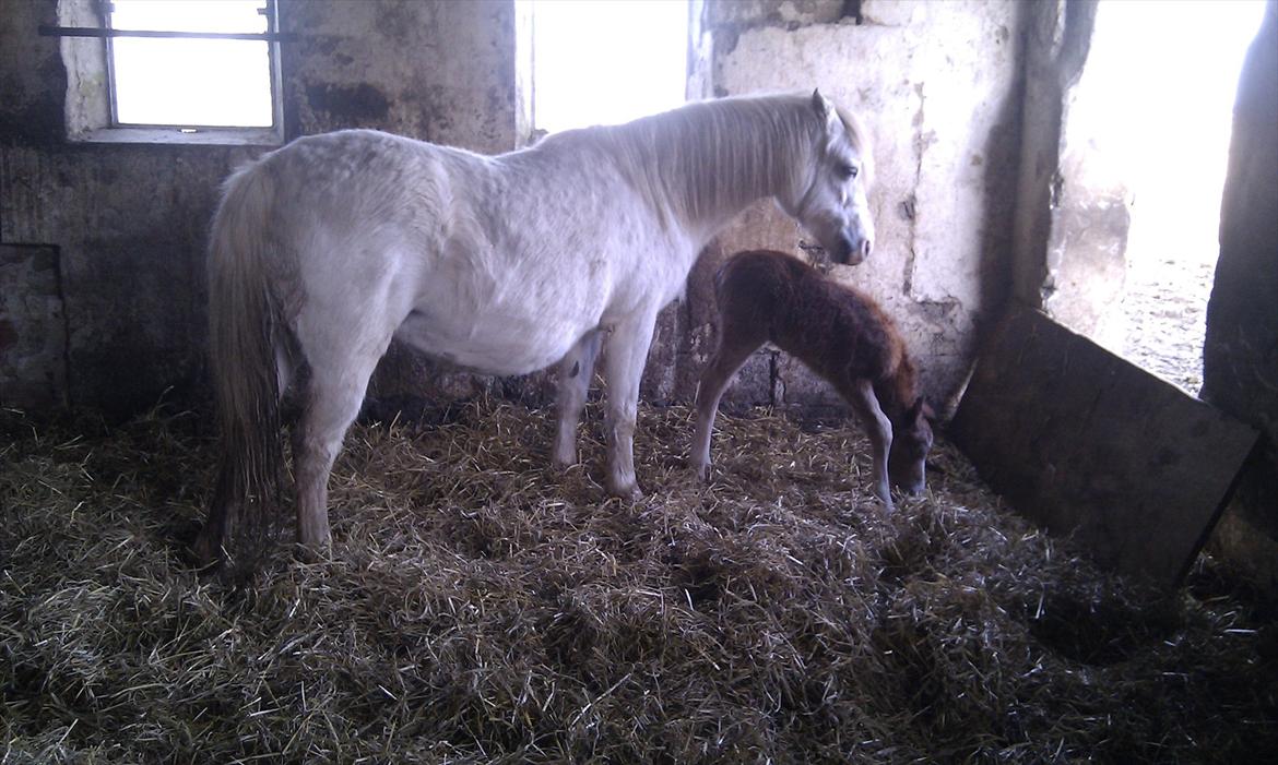 Welsh Mountain (sec A) Ysselvliedt Shy Laicka - og Laicka 2011 billede 6