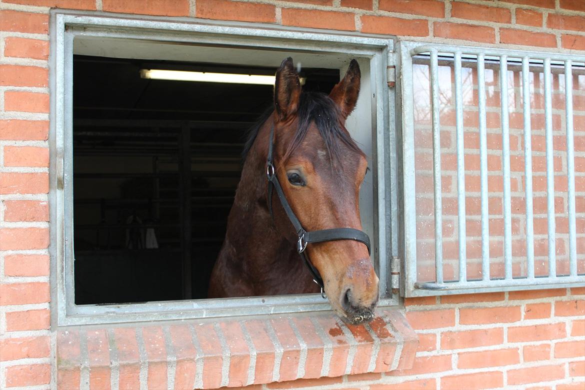 Oldenborg Shogun af Bækkeskov - Han Ælskeeeer sit nye vindue, og ham kan næsten altid finde ham sådan her.. dog mest i sovende tilstand.. (bemærk roepille snask;-)
 billede 12