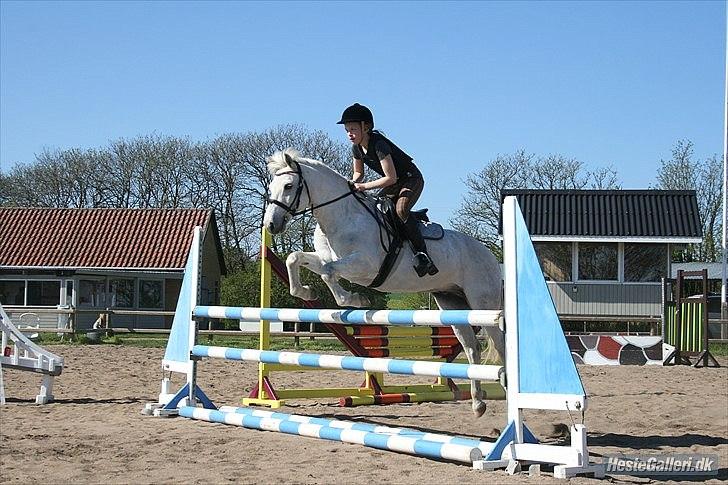 Irsk Sportspony Tigger Wallis - 100 cm.<3 


 billede 8