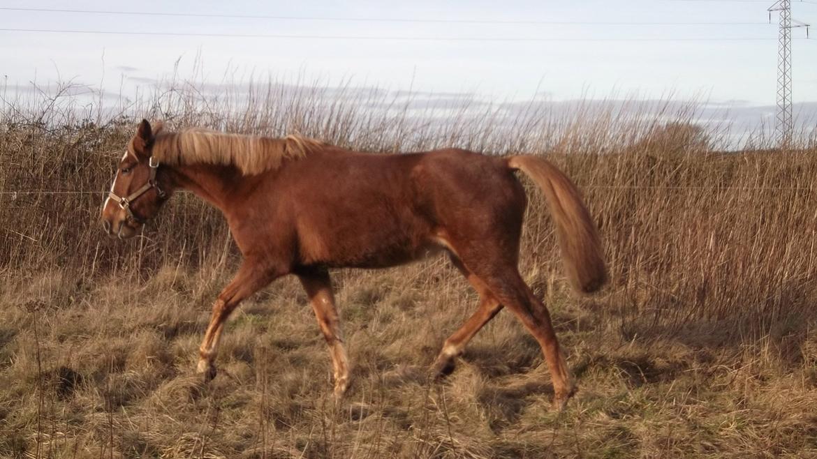 Anden særlig race  Futte skovmosegård:-*<3 ( RIP )  billede 5