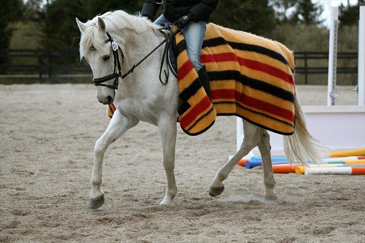 Anden særlig race Irish Jumper (SOLGT) billede 16