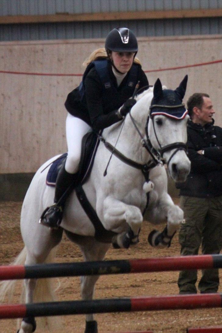 Anden særlig race Irish Jumper (SOLGT) billede 18