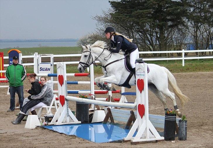 Anden særlig race Irish Jumper (SOLGT) billede 19