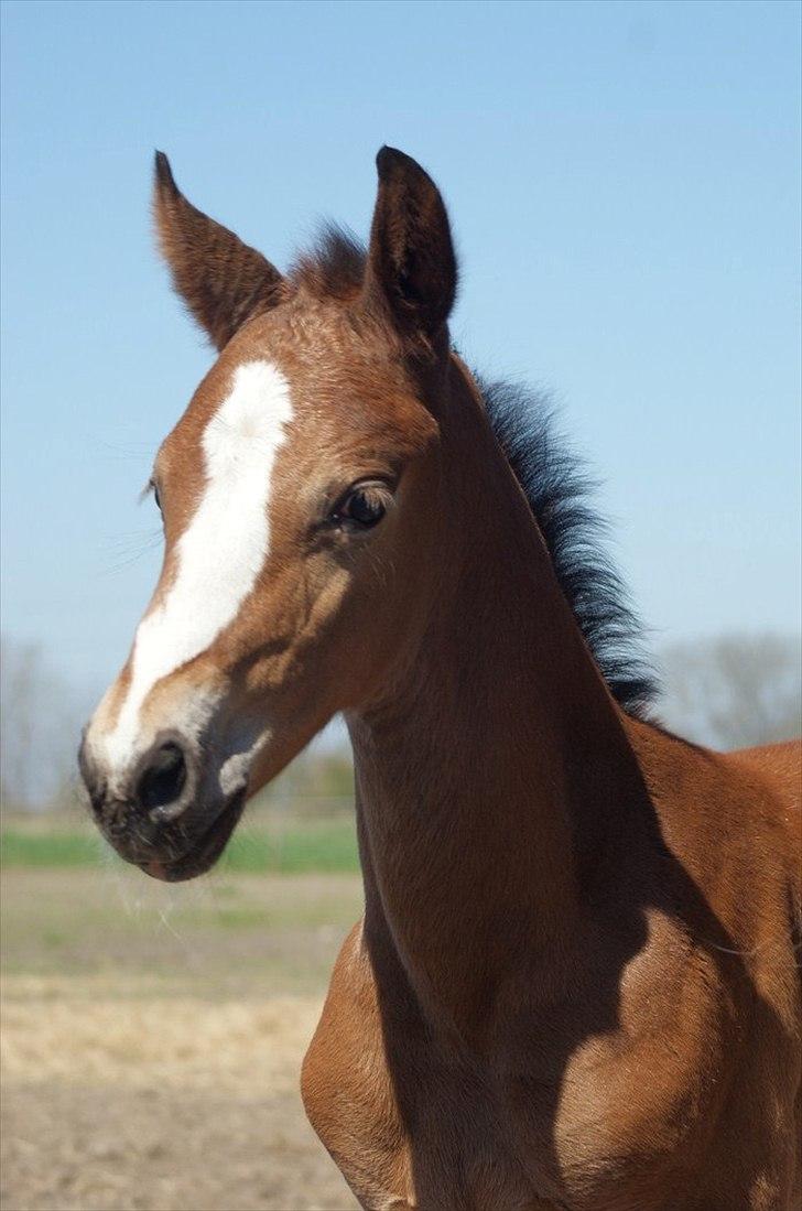 Welsh Partbred (Sec F) Skovsmindes Angelique (Angie) - 30.04.12
Den smukkeste prinsessepige <3 billede 18