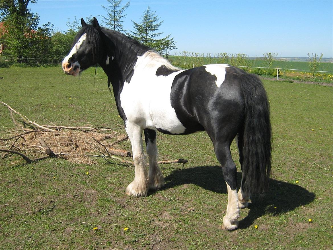 Irish Cob Sir Anthony de Canterville - 3/5 2012 - Smuk hest i sommerpels billede 14