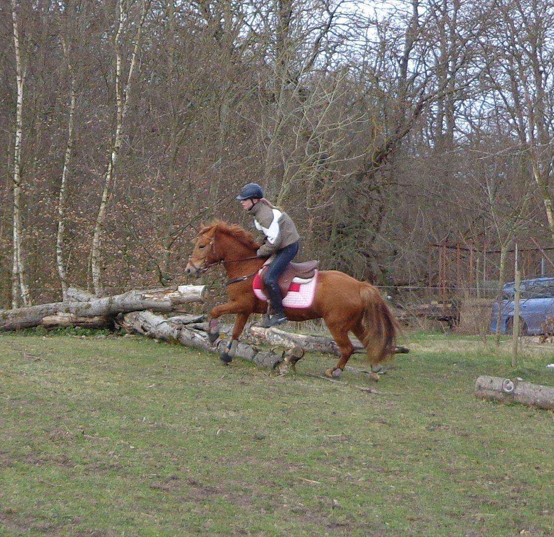 Anden særlig race Rosa ( Rider op)  billede 1