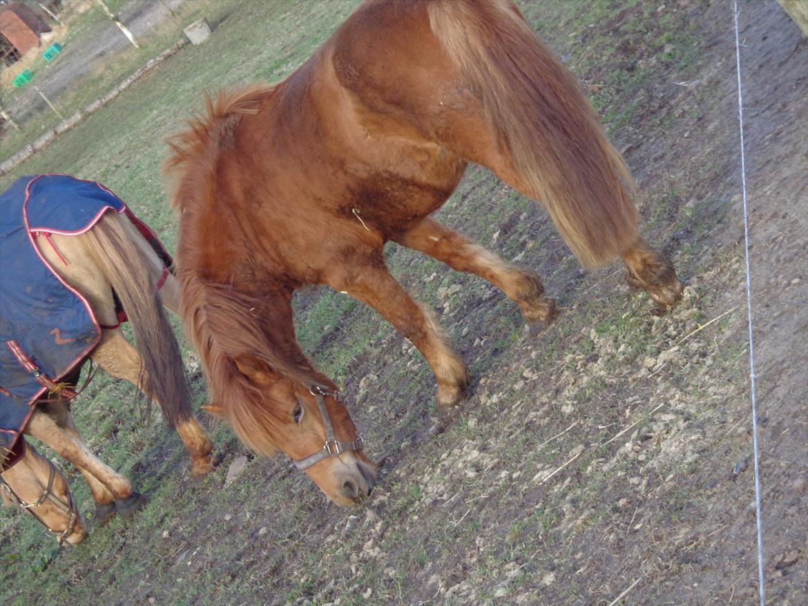 Anden særlig race Rosa ( Rider op)  billede 5