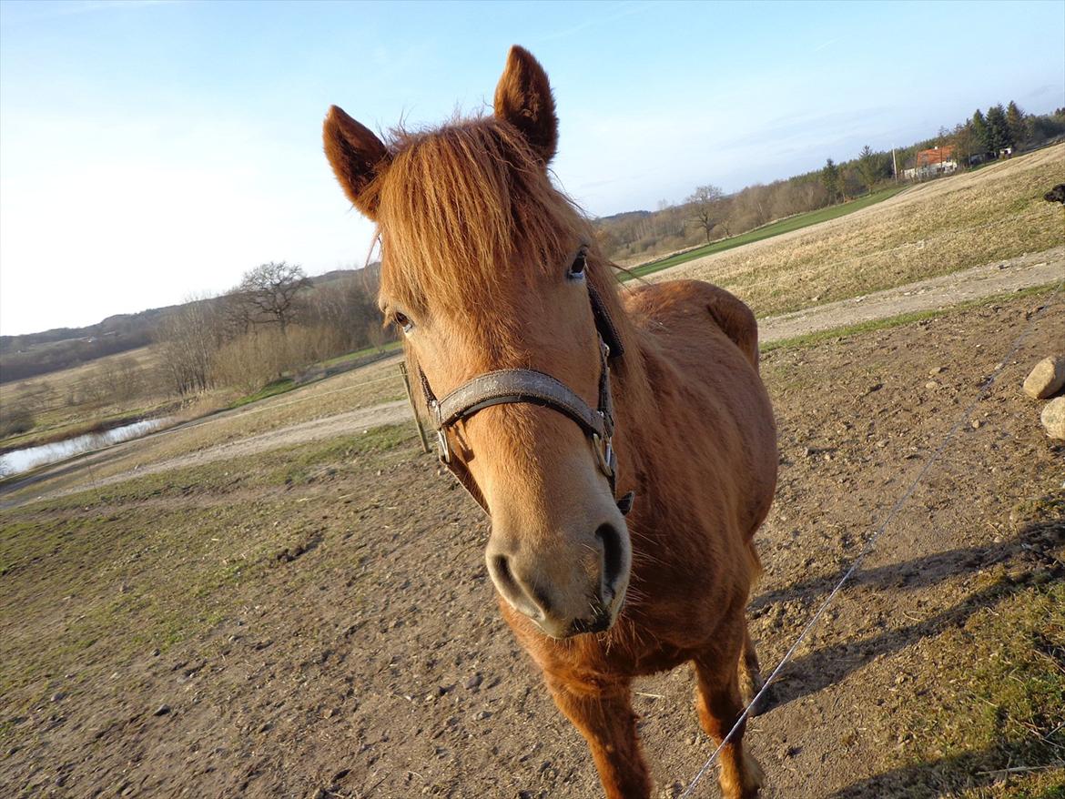 Anden særlig race Rosa ( Rider op)  billede 9