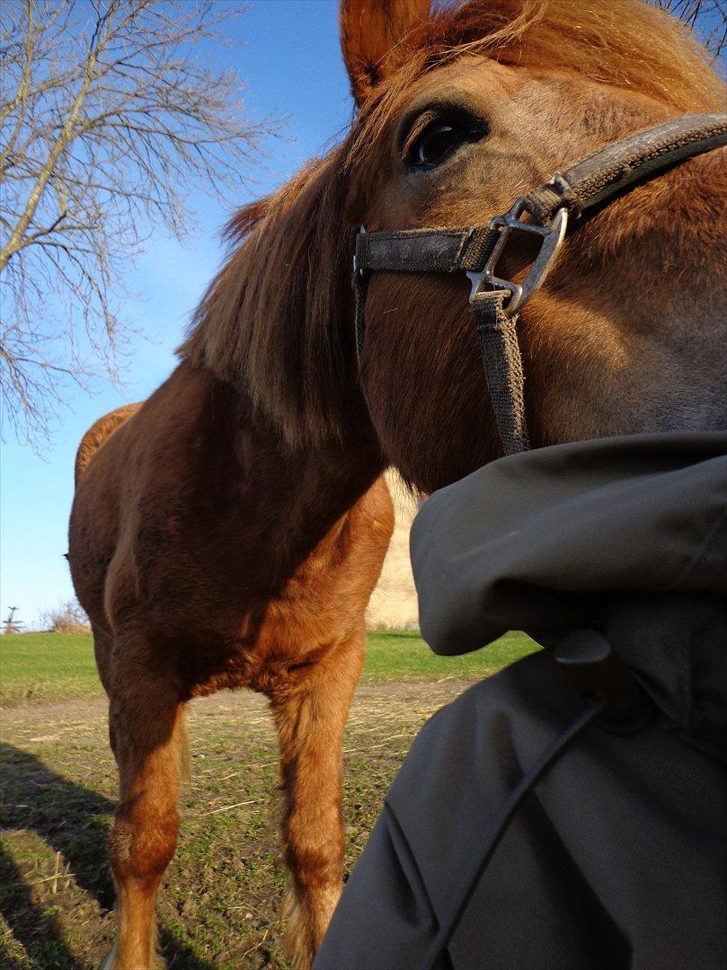 Anden særlig race Rosa ( Rider op)  billede 10
