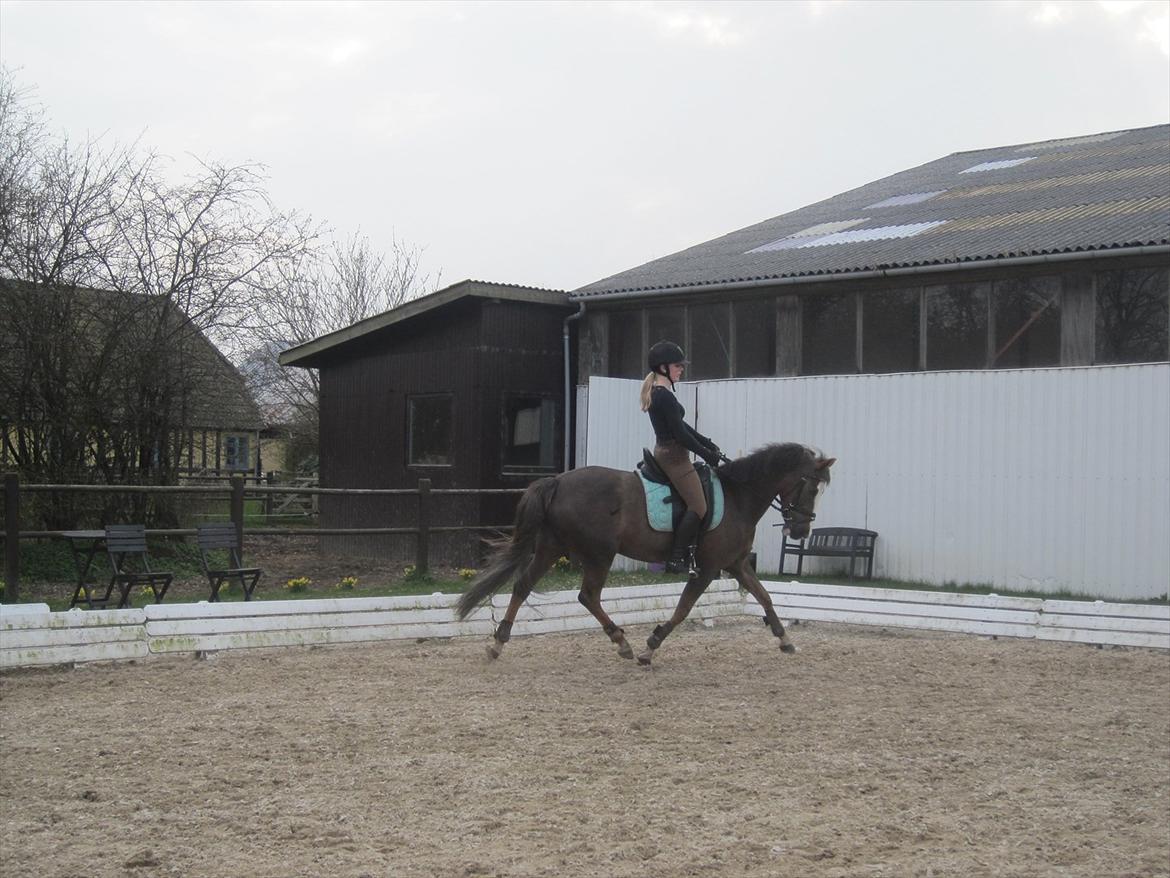 Hollandsk Sportspony Happy, dressur pony:D billede 13