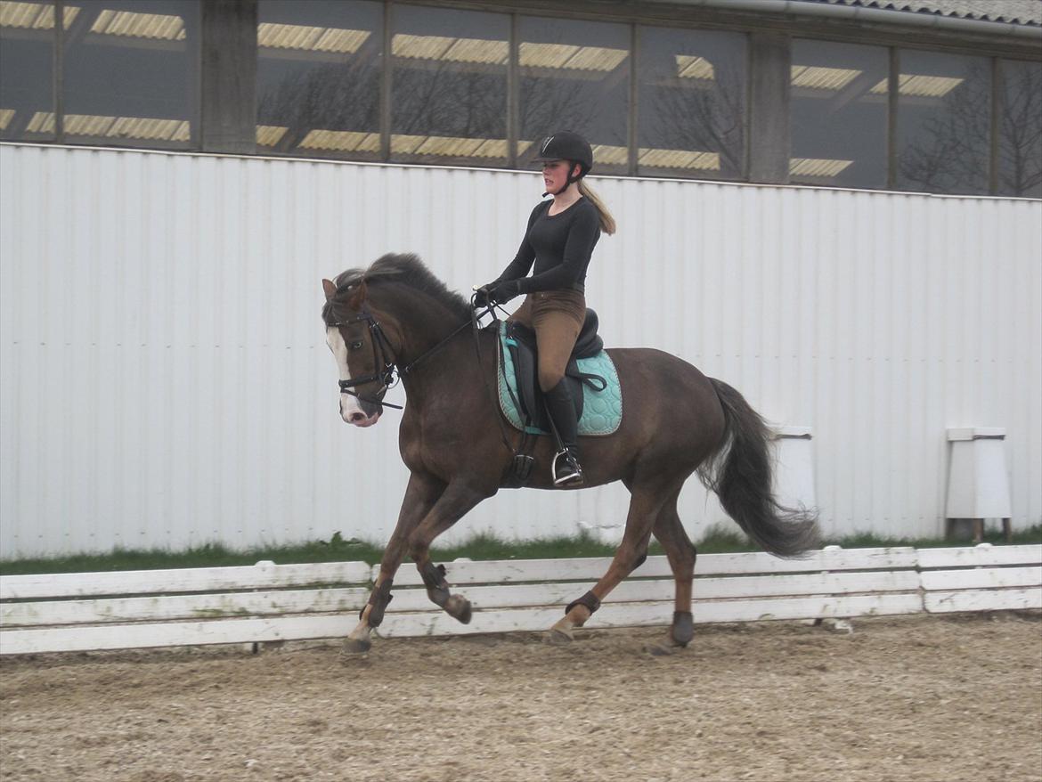 Hollandsk Sportspony Happy, dressur pony:D billede 14