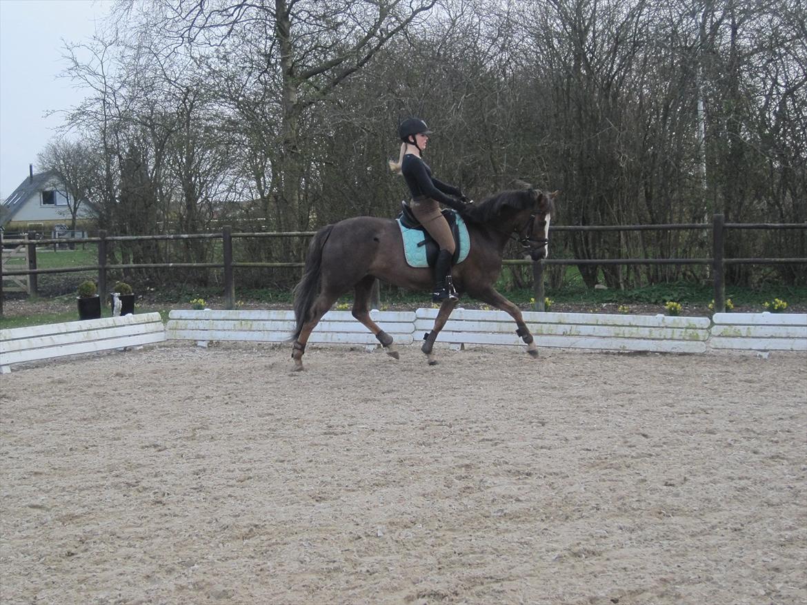 Hollandsk Sportspony Happy, dressur pony:D billede 15