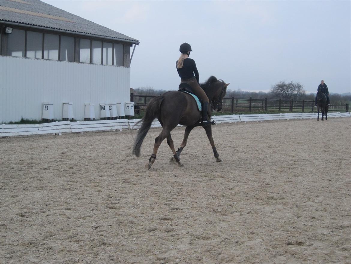 Hollandsk Sportspony Happy, dressur pony:D billede 16