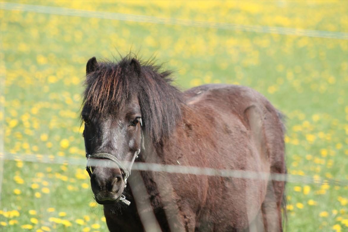 Shetlænder Charlie [RKRR] billede 7