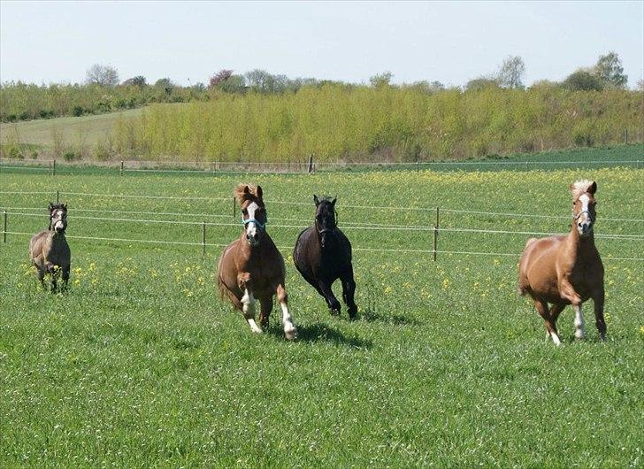 Welsh Cob (sec D) Dorthealyst Moonraker (L) - b-pony - Moonie & company på græs første gang i 2012! weeee. foto: Matilde billede 15