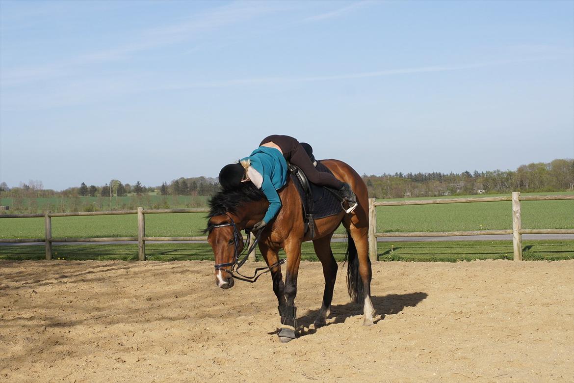 Dansk Varmblod Mosegaards My-Way billede 7