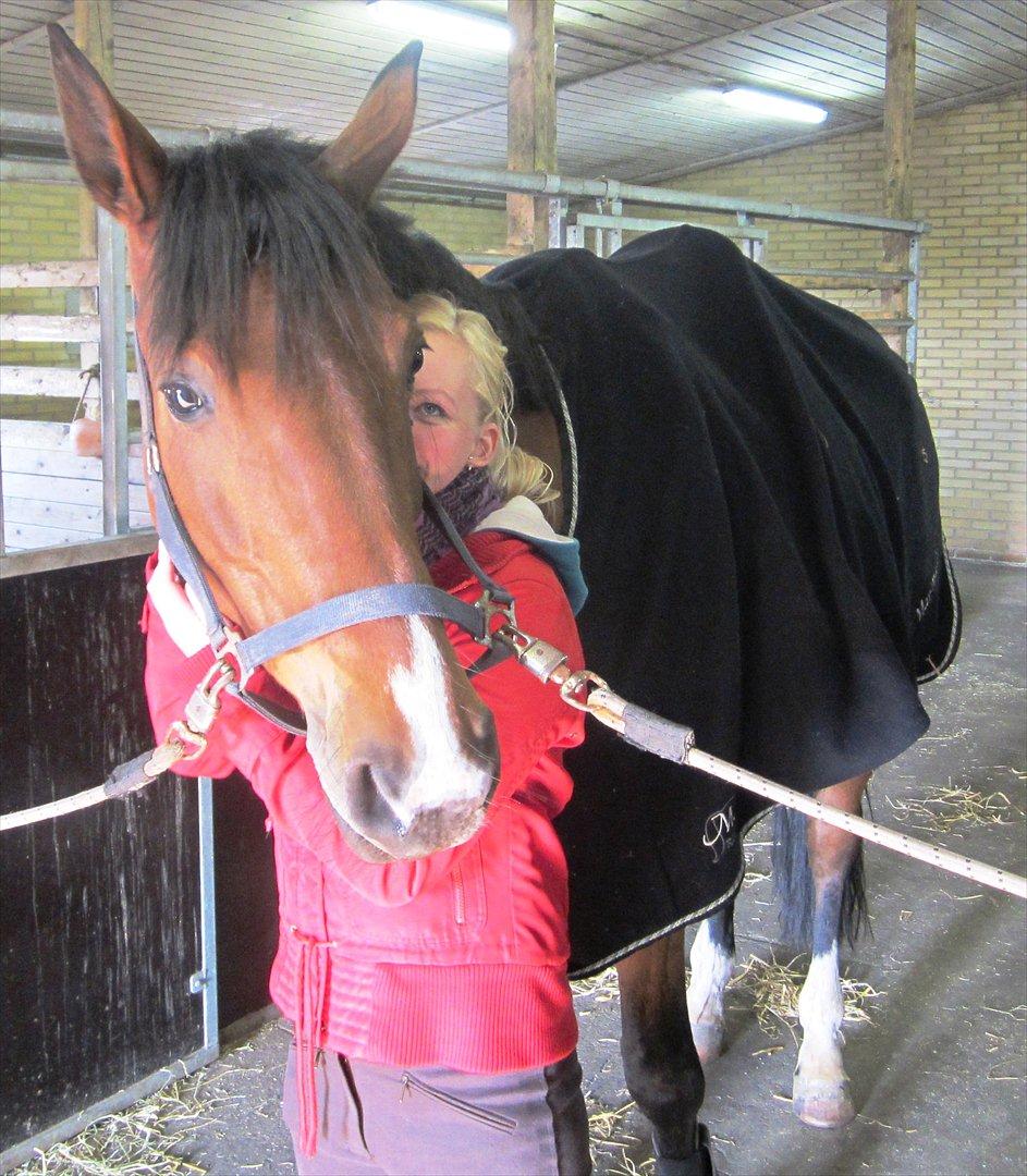 Dansk Varmblod Mosegaards My-Way billede 10
