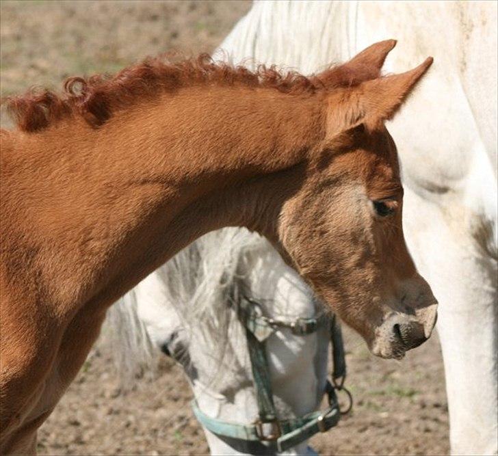 Arabisk fuldblod (OX) Waliyyah APN - SOLGT billede 6
