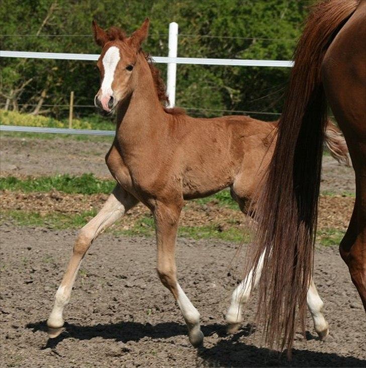 Arabisk fuldblod (OX) Waliyyah APN - SOLGT billede 3