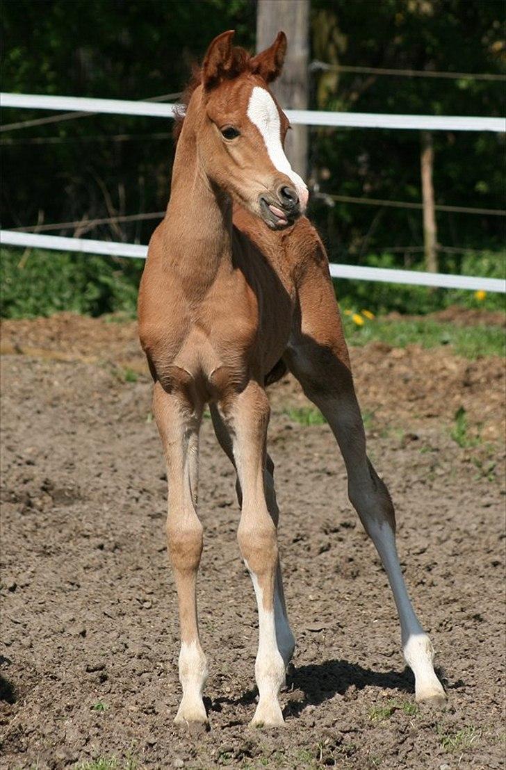 Arabisk fuldblod (OX) Waliyyah APN - SOLGT billede 4