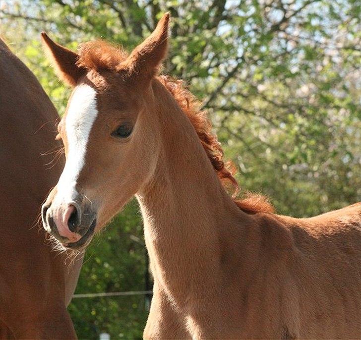 Arabisk fuldblod (OX) Waliyyah APN - SOLGT billede 2