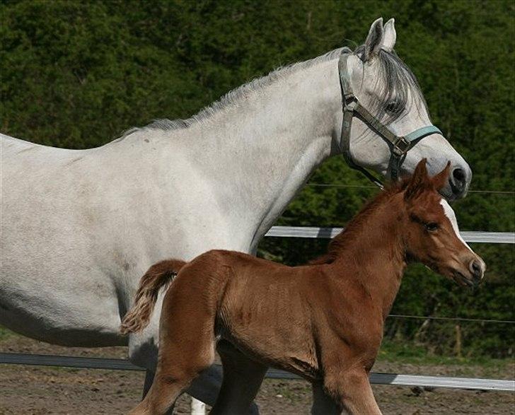 Arabisk fuldblod (OX) Castello APN - SOLGT - RIP 2017 billede 5