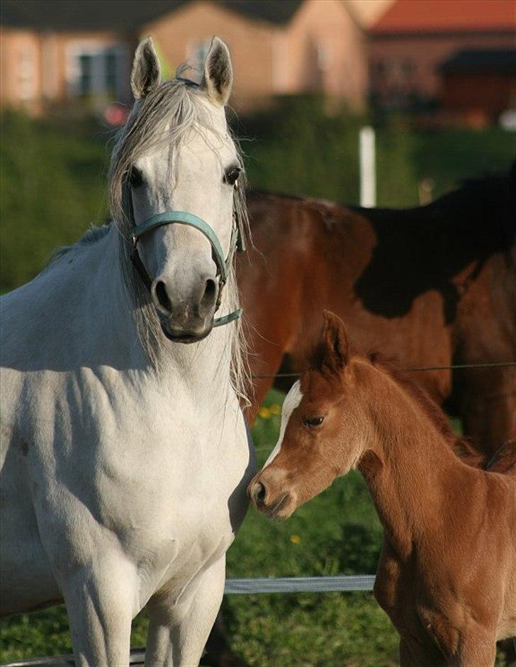 Arabisk fuldblod (OX) Carisma Bint Psaida - UDLÅNT - Maj 2012 billede 15