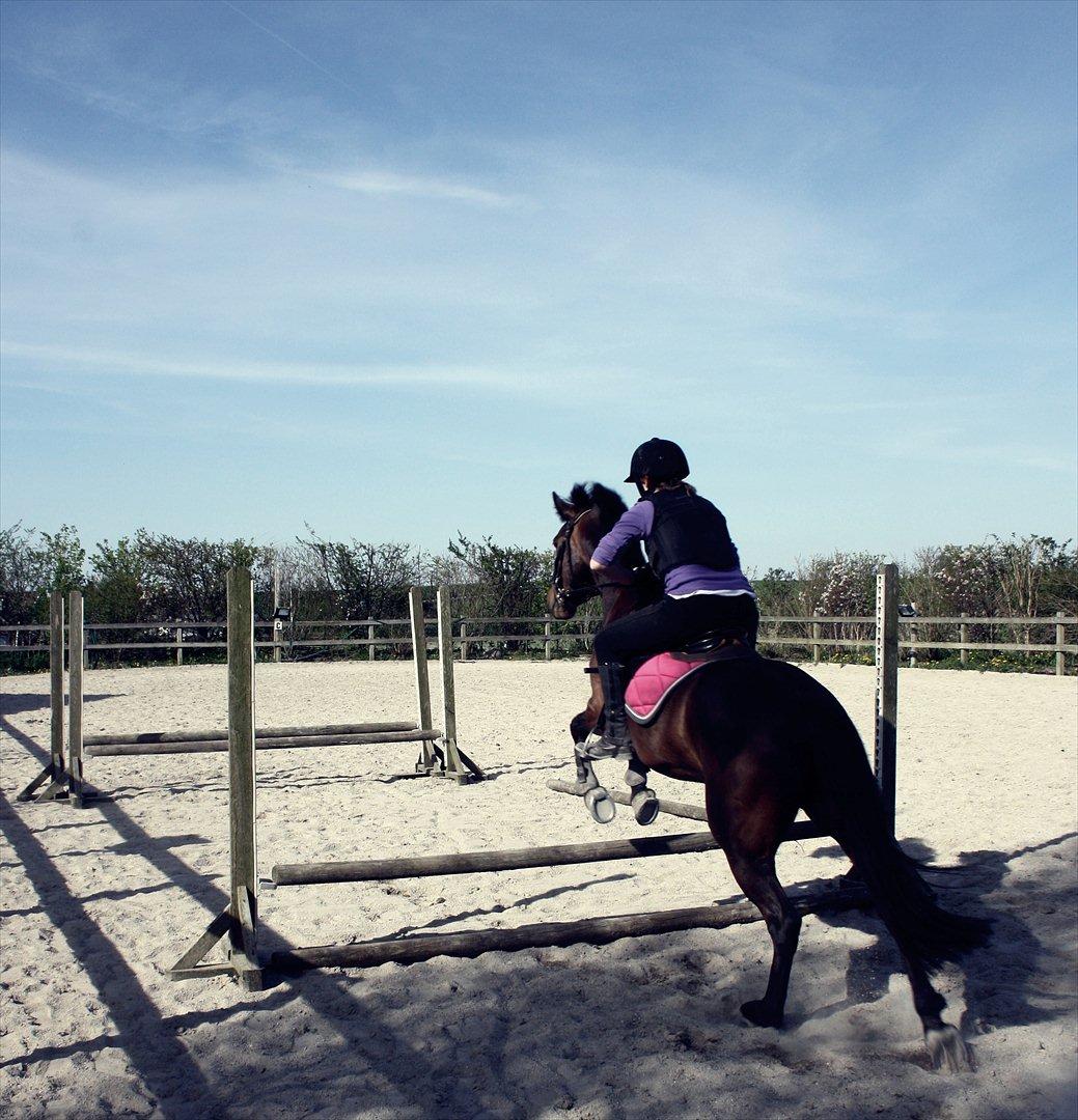 New Forest Navarana's Dion - Spring, det går frem ad.... :-) Spring d. 3-5-2012 billede 9