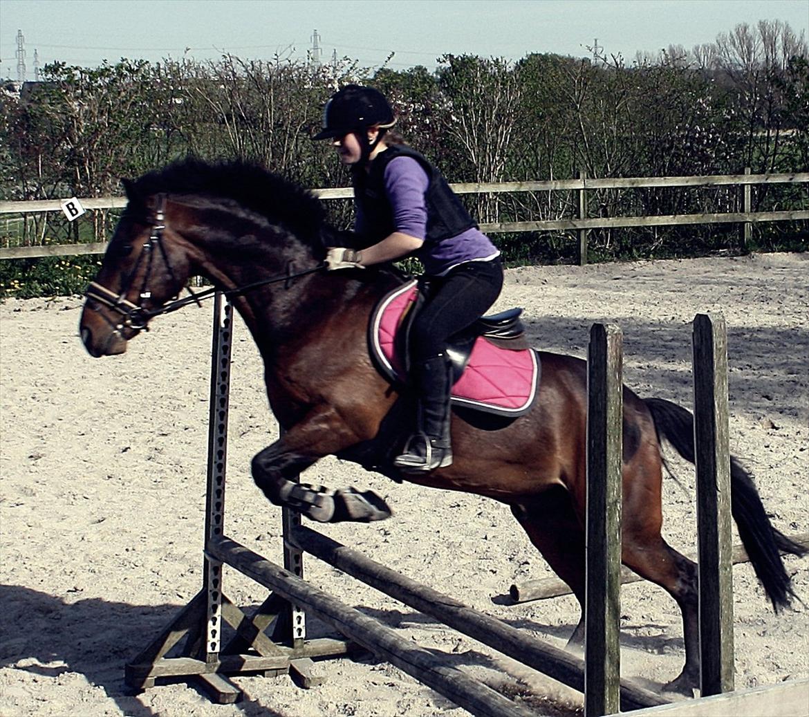 New Forest Navarana's Dion - Spring d. 3-5-2012 billede 12